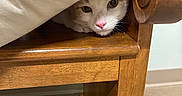 Mr Noodle is registered to the contest to win money with this photo: cat, furniture, wood, cushion, indoor, pet, animal, chair, curious, face, nose, eyes, hiding, cozy, domestic, floor, woodgrain, pink_nose, resting, cute
