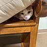 cat, furniture, wood, cushion, indoor, pet, animal, chair, curious, face, nose, eyes, hiding, cozy, domestic, floor, woodgrain, pink_nose, resting, cute