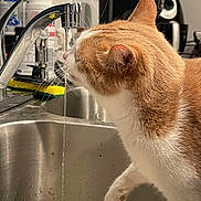 Mr Noodle is registered to the contest to win money with this photo: cat, orange_cat, white_cat, drinking, water, faucet, sink, kitchen, pet, domestic, curious, close_up, whiskers, paw, indoor, household, stainless_steel, cleaning_sponge, countertop, appliance