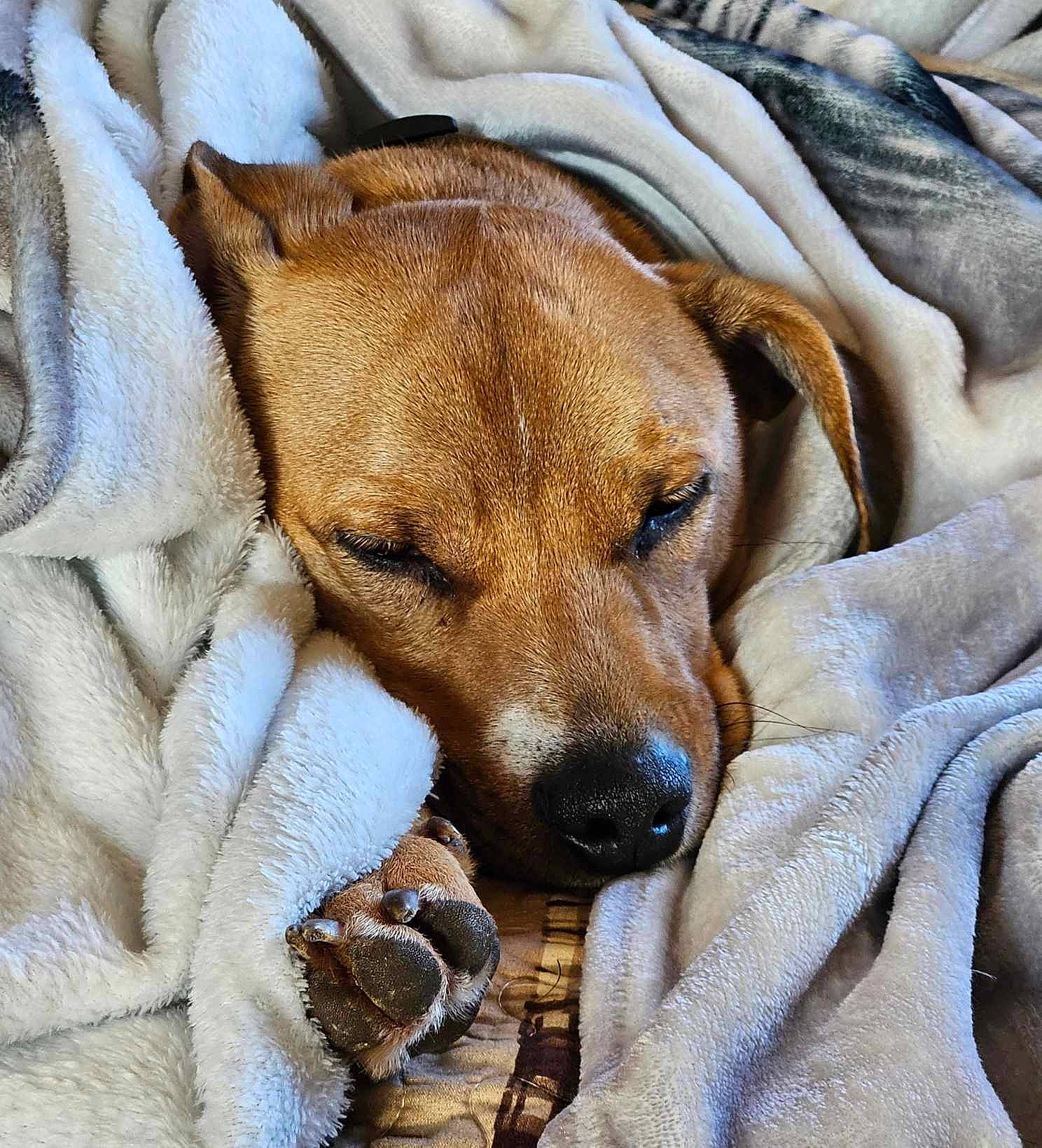 Filbert joined the competition — help win amazing prizes! carnivore, collar, comfort, companion_dog, dog, dog_breed, dog_collar, dog_supply, fawn, fur, linens, whiskers