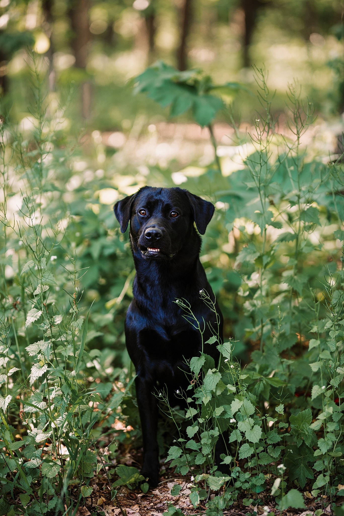 Tater joined the competition — help win amazing prizes! borador, canidae, carnivore, dog, dog_breed, field_trial, flat_coated_retriever, forest, grass, hunting_dog, labrador_retriever, leaf, mammal, patterdale_terrier, plant, pointing_breed, retriever, snout, sporting_group, tree