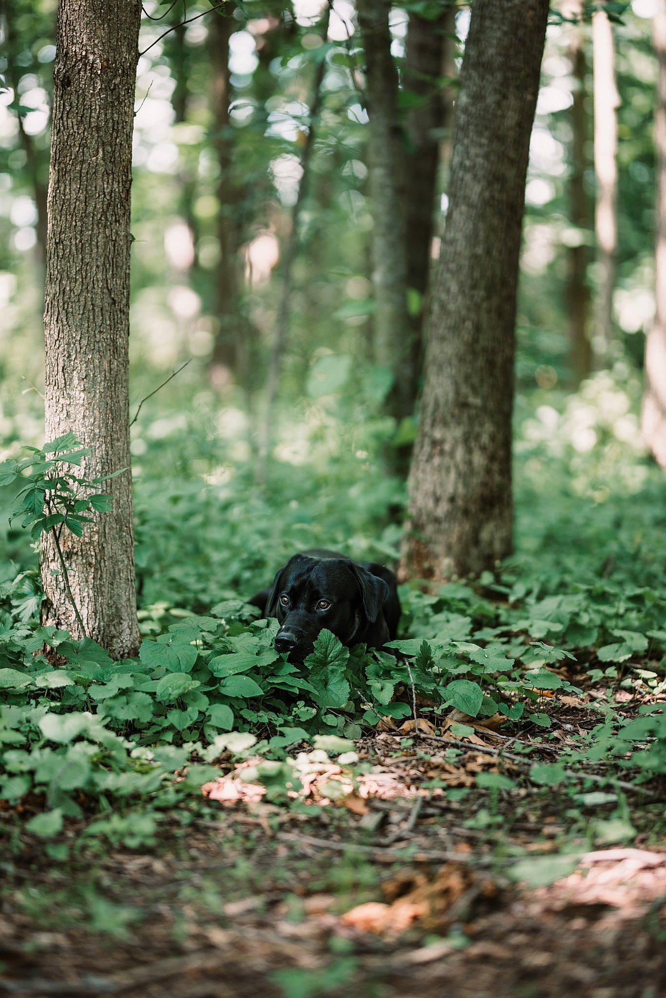 Tater joined the competition — help win amazing prizes! biome, branch, canidae, forest, grass, green, leaf, nature, nature_reserve, northern_hardwood_forest, old_growth_forest, plant, sporting_group, temperate_broadleaf_and_mixed_forest, temperate_coniferous_forest, tree, trunk, wildlife, wood, woodland