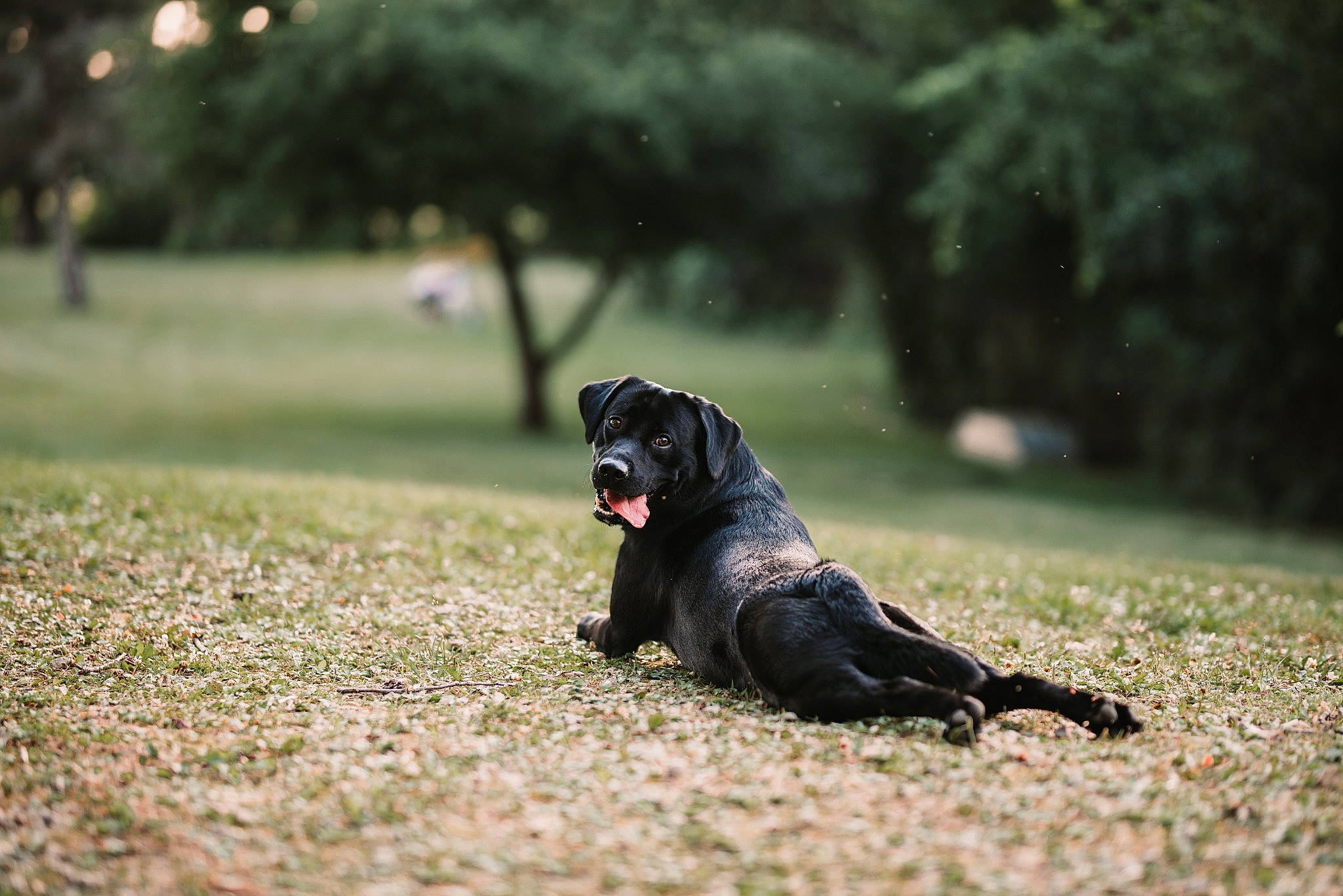Tater joined the competition — help win amazing prizes! cane_corso, canidae, carnivore, dog, dog_breed, flat_coated_retriever, grass, guard_dog, hunting_dog, labrador_retriever, mammal, miniature_schnauzer, sporting_group, vertebrate, working_dog