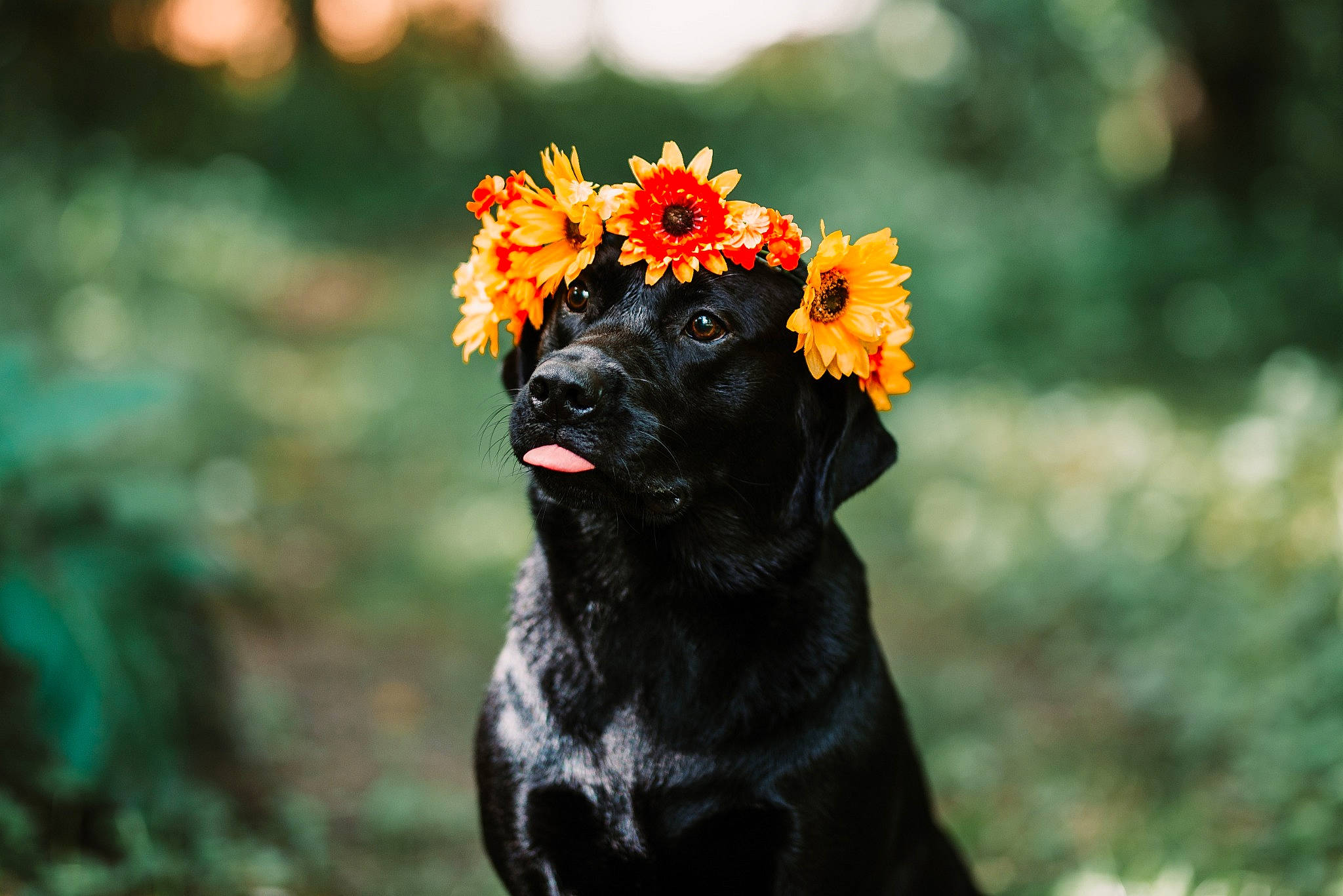 Tater joined the competition — help win amazing prizes! canidae, carnivore, dog, dog_breed, flat_coated_retriever, flower, hunting_dog, labrador_retriever, plant, sporting_group, vertebrate