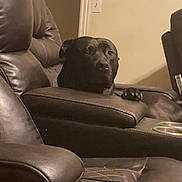 Aceboogie joined the competition — help win amazing prizes! animal, armrest, black_dog, cup_holder, curious, dog, eyes, face, furniture, home_theater, indoors, leather_chair, living_room, nose, paw, pet, photography, portrait, recliner, seated