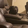 animal, armrest, black_dog, cup_holder, curious, dog, eyes, face, furniture, home_theater, indoors, leather_chair, living_room, nose, paw, pet, photography, portrait, recliner, seated