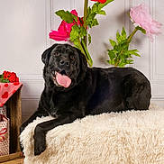 Simba a rejoint le concours — aidez-le/la à gagner de superbes lots ! dog, black_labrador, tongue_out, fluffy_rug, wooden_crate, gift_bags, heart_pattern, pink_cloth, artificial_flowers, valentines_theme, indoor, pet, happy, tongue, green_leaves, pink_flower, red_flower, decor, floor, wall_paneling