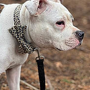 Leila Marie joined the competition — help win amazing prizes! alert, animal, bow_tie, canine, close_up, collar, dog, ears, focused, forest_floor, fur, leash, leopard_print, nature, outdoor, pet, portrait, side_view, snout, white_dog