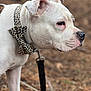 alert, animal, bow_tie, canine, close_up, collar, dog, ears, focused, forest_floor, fur, leash, leopard_print, nature, outdoor, pet, portrait, side_view, snout, white_dog