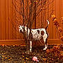 animal, autumn, backyard, branches, brown, curious, dog, fall, grass, ground, leaves, nature, outdoor, pet, playful, shrub, toy, tree, white, wooden_fence