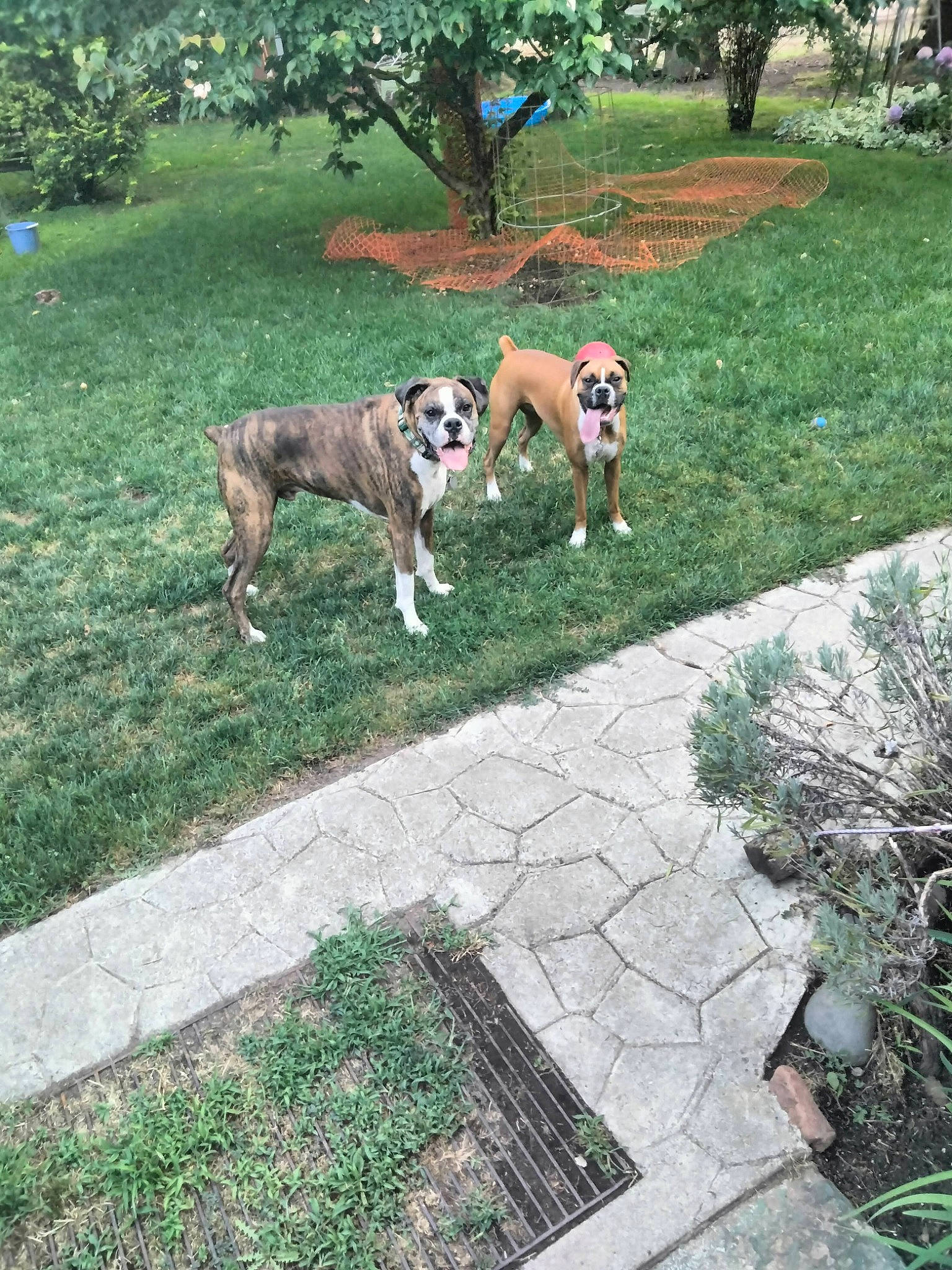 Macie joined the competition — help win amazing prizes! canidae, carnivore, collar, companion_dog, dog, dog_breed, fawn, garden, grass, grass_family, groundcover, landscape, landscaping, lawn, plant, shrub, sporting_group, tail, tree, working_animal