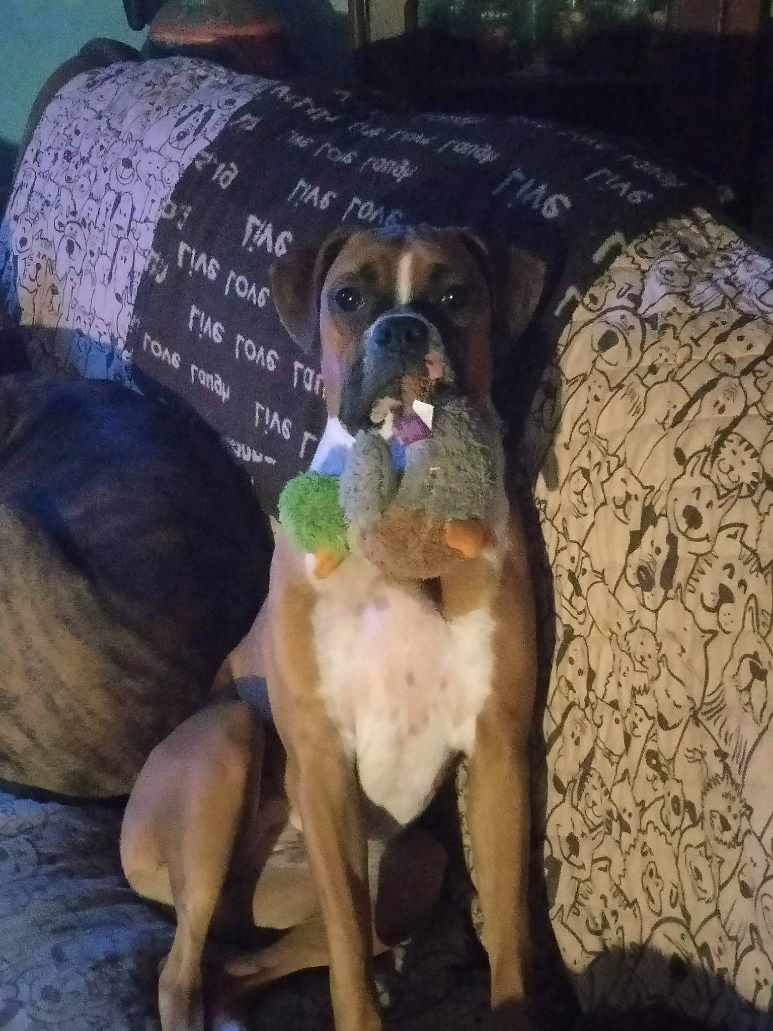 Macie joined the competition — help win amazing prizes! ancient_dog_breeds, boxer, canidae, carnivore, comfort, companion_dog, couch, dog, dog_breed, dog_supply, fawn, guard_dog, non_sporting_group, painting, paw, pet_supply, snout, sporting_group, working_animal, working_dog