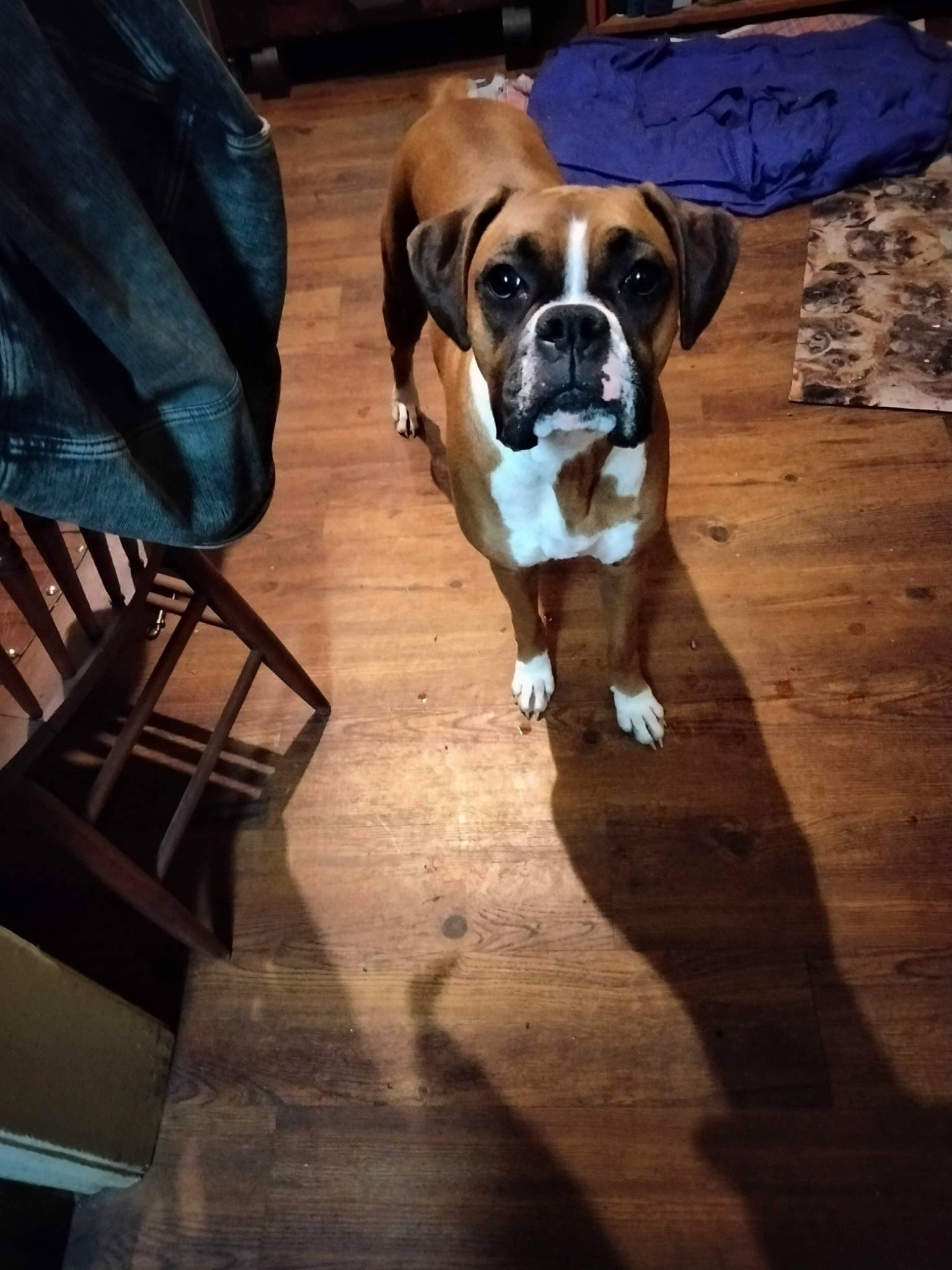 Macie is registered to the contest to win money with this photo: boxer, canidae, carnivore, chair, companion_dog, dog, dog_breed, dog_collar, fawn, flooring, hardwood, molosser, plant, snout, tail, whiskers, window, wood, working_animal, working_dog