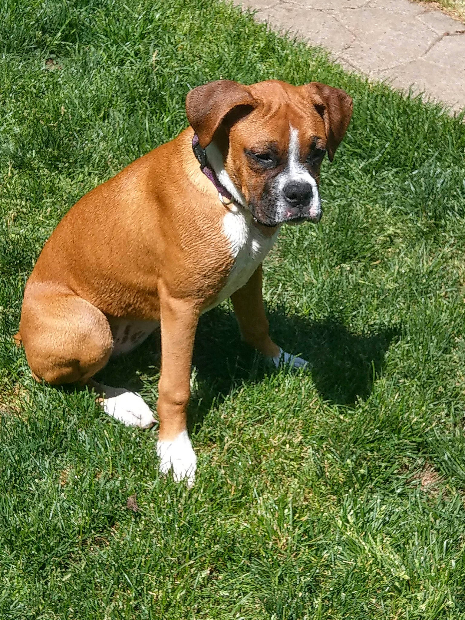 Macie joined the competition — help win amazing prizes! ancient_dog_breeds, boxer, canidae, carnivore, companion_dog, dog, dog_breed, fawn, grass, groundcover, liver, molosser, non_sporting_group, plant, snout, sporting_group, tail, terrestrial_animal, working_animal, working_dog