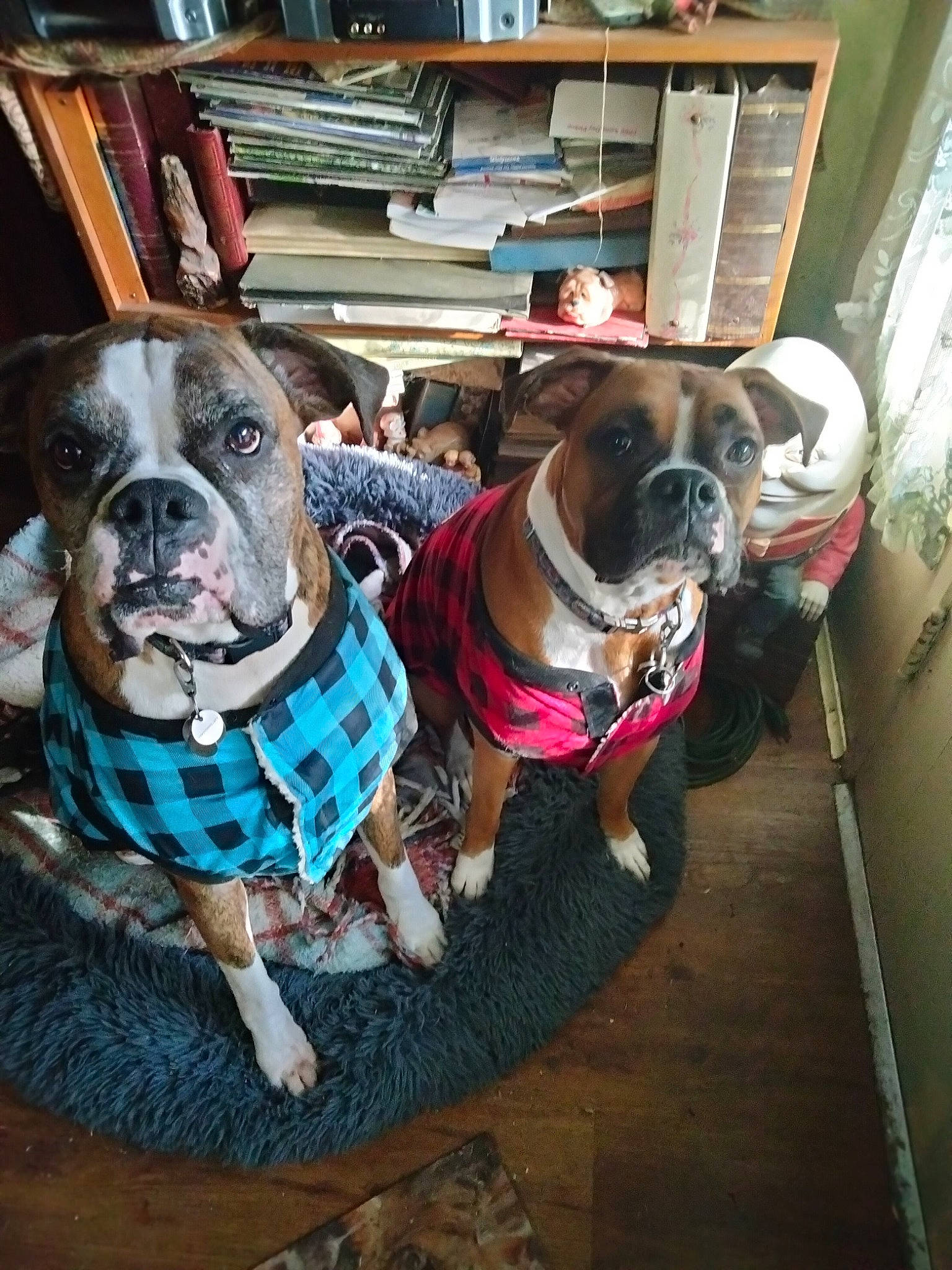 Murphy joined the competition — help win amazing prizes! bookcase, canidae, carnivore, collar, companion_dog, dog, dog_breed, dog_clothes, dog_collar, dog_supply, fawn, leash, pet_supply, shelf, shelving, snout, sporting_group, whiskers, window, working_animal