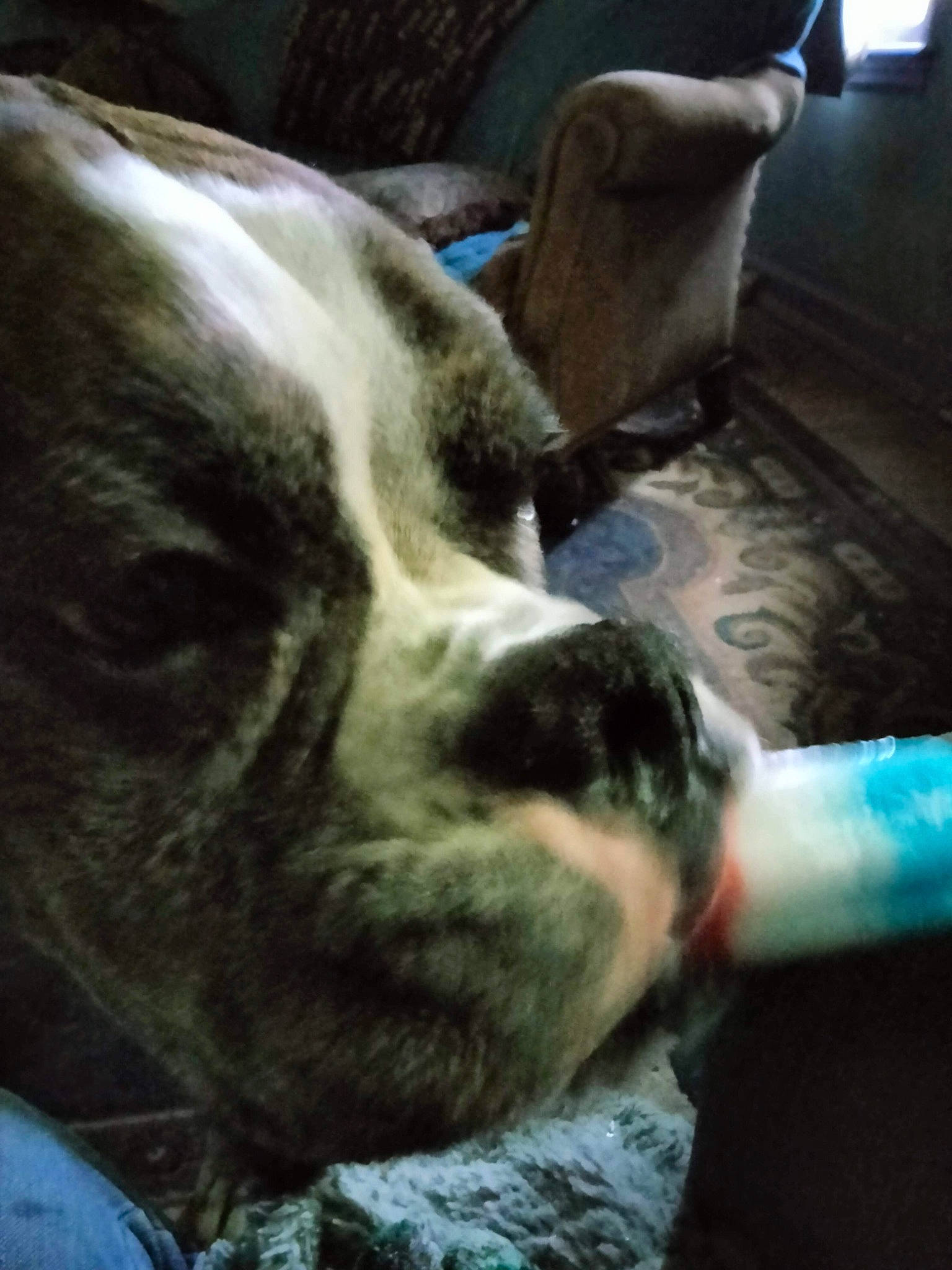 Murphy is registered to the contest to win money with this photo: auto_part, car_seat, carnivore, cloud, comfort, companion_dog, dog, dog_breed, dog_collar, fur, guard_dog, metal, night, snout, square, vehicle_door, whiskers, working_animal, working_dog, wrinkle