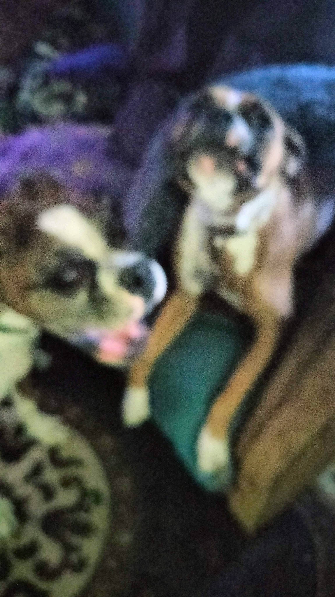 Murphy is registered to the contest to win money with this photo: canidae, carnivore, companion_dog, dog, dog_breed, fawn, fur, non_sporting_group, paw, snout, sporting_group, terrestrial_animal, whiskers, working_animal, working_dog