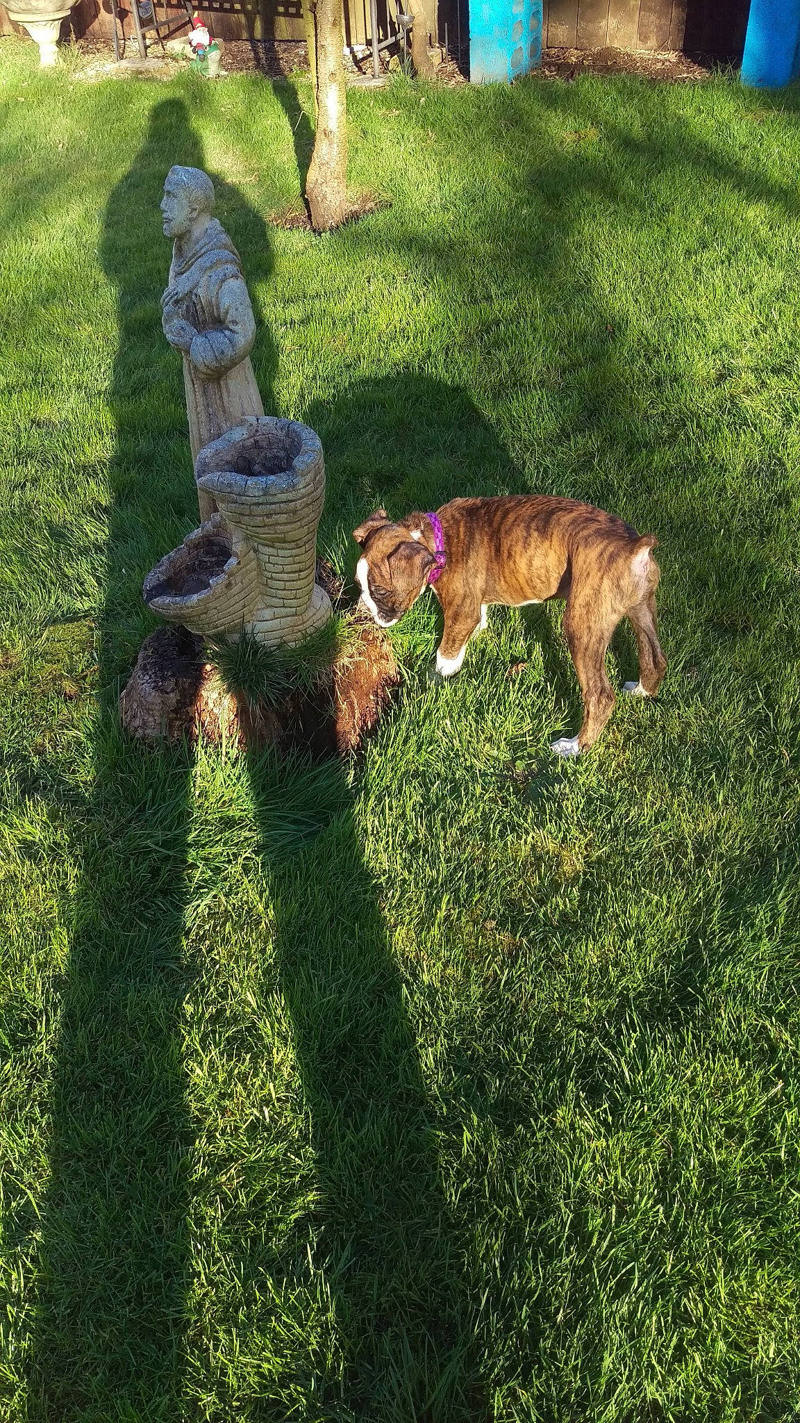 Murphy joined the competition — help win amazing prizes! canidae, carnivore, companion_dog, dog, dog_breed, fawn, garden, grass, grassland, groundcover, landscape, lawn, leash, pasture, people_in_nature, plant, shadow, shrub, sporting_group, tail