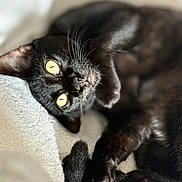 Arrow a rejoint le concours — aidez-le/la à gagner de superbes lots ! black_cat, cat, pet, animal, feline, yellow_eyes, whiskers, paw, tail, fur, cute, relaxed, indoor, blanket, soft_texture, closeup, portrait, lying_down, domestic_cat, cozy
