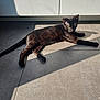 cat, black_cat, animal, pet, indoor, sunlight, shadow, floor, tile_floor, relaxing, feline, domestic_animal, quiet, resting, home, cute, fur, whiskers, ears, eyes
