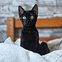 cat, black_cat, pet, animal, indoor, cozy, blanket, bed, feline, alert, cute, whiskers, ears, eyes, portrait, soft_light, wood, stone_wall, domestic_animal, young_cat