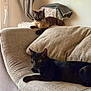 cat, black_cat, tabby_cat, couch, furniture, indoor, pet, animal, relaxed, curious, cozy, living_room, home, window, curtain, blanket, soft_light, resting, two_cats, domestic_cat