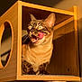 Snowbelle participe au concours pour gagner de l'argent avec cette photo : cat, animal, pet, wooden_cubed_perch, licking, sunlight, striped_fur, playful, indoor, feline, whiskers, ears, paws, tongue, closeup, warm_light, shadow, home, relaxed, curious