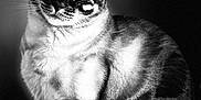 Snowbelle participe au concours pour gagner de l'argent avec cette photo : cat, black_and_white, portrait, animal, feline, sitting, fur, whiskers, ears, eyes, indoor, shadow, light, texture, close_up, pet, mammal, striped, quiet, calm