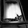 Snowbelle participe au concours pour gagner de l'argent avec cette photo : cat, deck_chair, black_and_white, animal, pet, wooden_floor, sunlight, shadow, relaxing, feline, collar, portrait, resting, outdoor, leisure, striped, domestic_animal, quiet, calm, seat