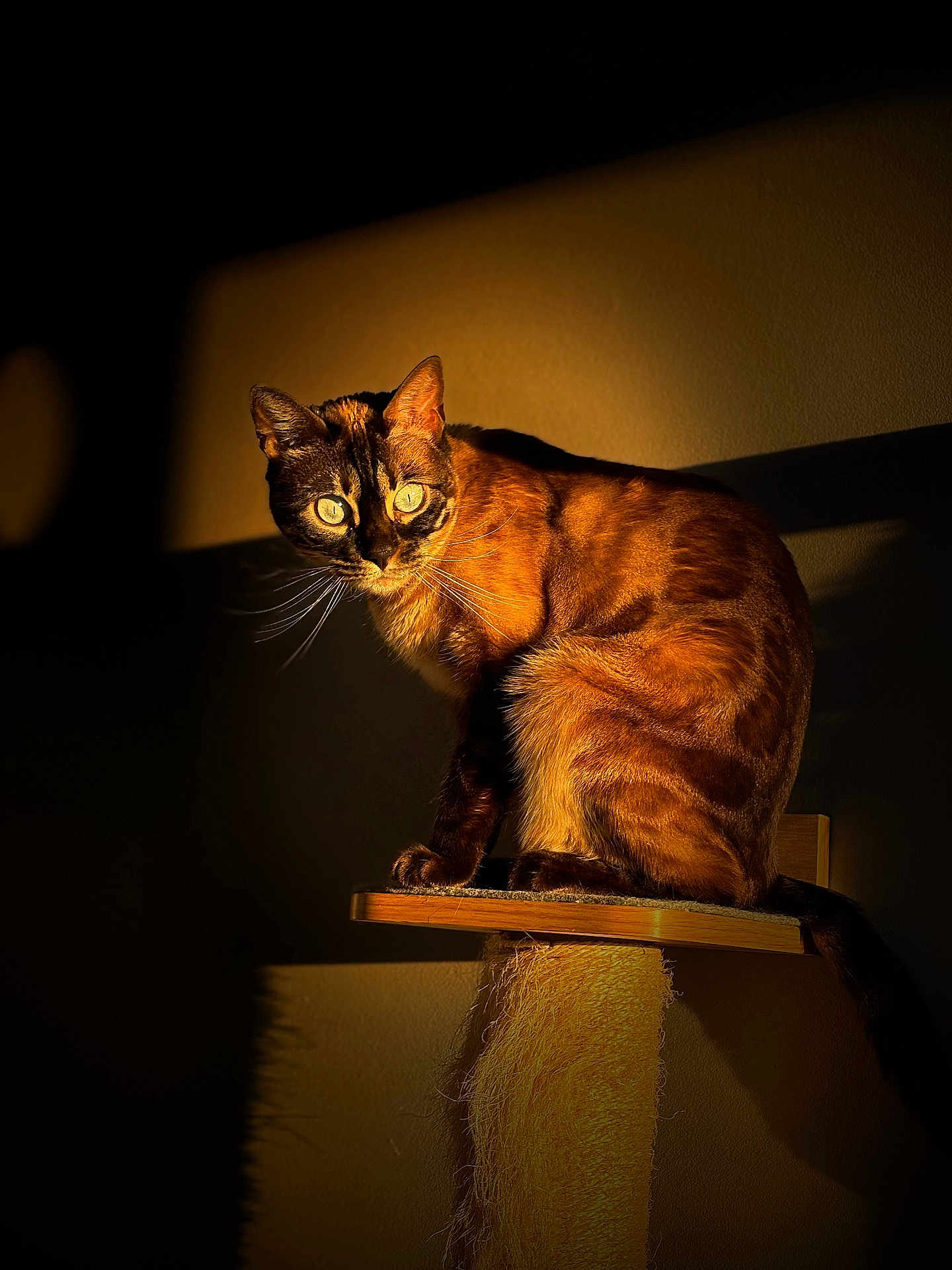 Snowbelle a rejoint le concours — aidez-le/la à gagner de superbes lots ! cat, scratching_post, orange_cat, animal, pet, feline, indoor, shadow, light, warm_light, perched, looking, ears, whiskers, fur, sitting, portrait, mysterious, domestic_animal, focused