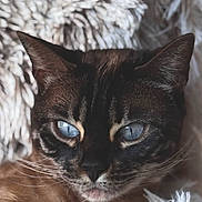 Snowbelle a rejoint le concours — aidez-le/la à gagner de superbes lots ! cat, blue_eyes, close_up, fluffy, blanket, fur, pet, animal, relaxed, cozy, whiskers, portrait, mammal, indoor, cute, feline, face, resting, soft_texture, domestic_animal