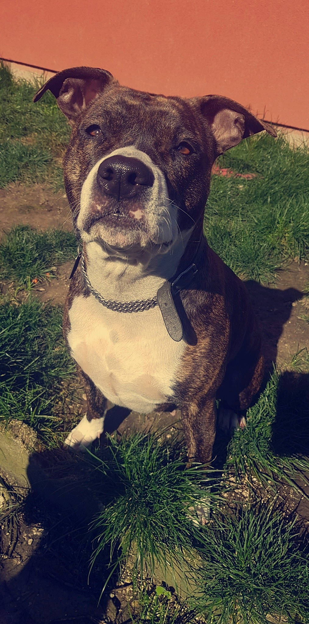 Mindy a rejoint le concours — aidez-le/la à gagner de superbes lots ! alaunt, american_bulldog, american_pit_bull_terrier, american_staffordshire_terrier, canidae, carnivore, catahoula_bulldog, dog, dog_breed, fawn, grass, mammal, molosser, non_sporting_group, pit_bull, rare_breed_dog, snout, sporting_group, staffordshire_bull_terrier, vertebrate