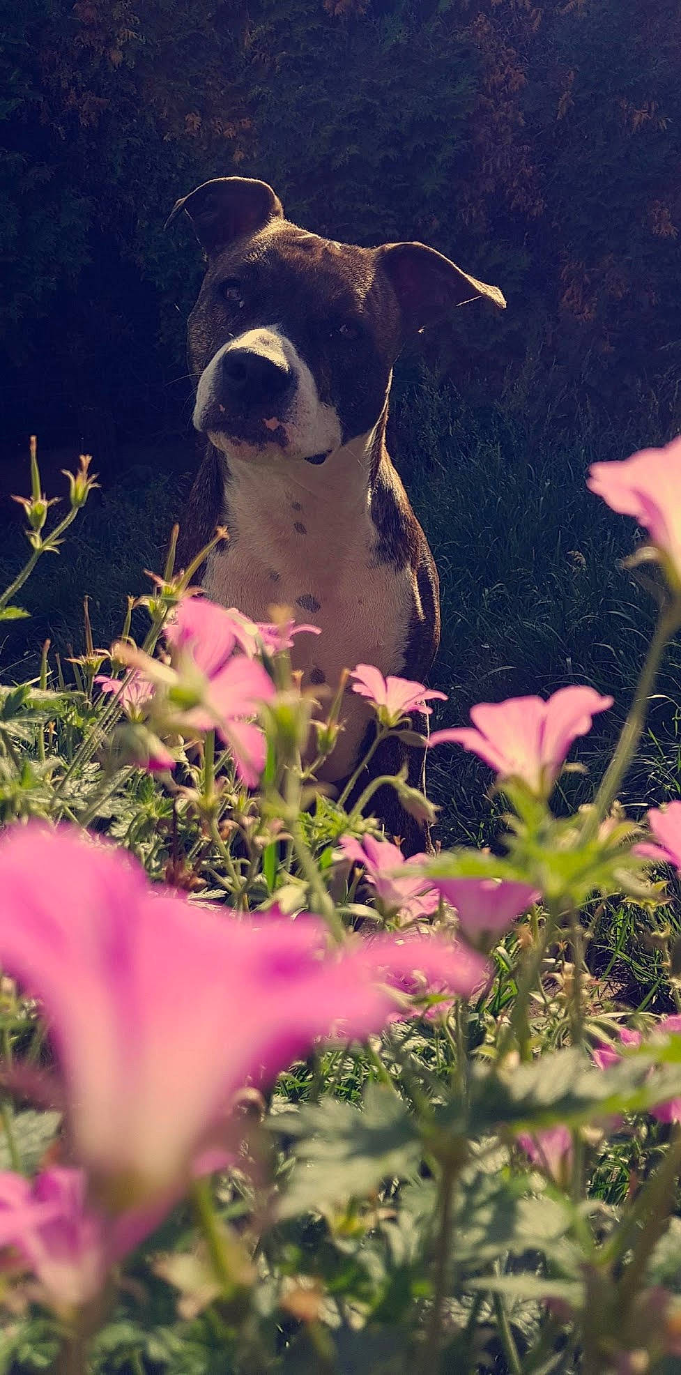 Mindy participe au concours pour gagner de l'argent avec cette photo : canidae, carnivore, dog, dog_breed, fawn, flower, grass, plant