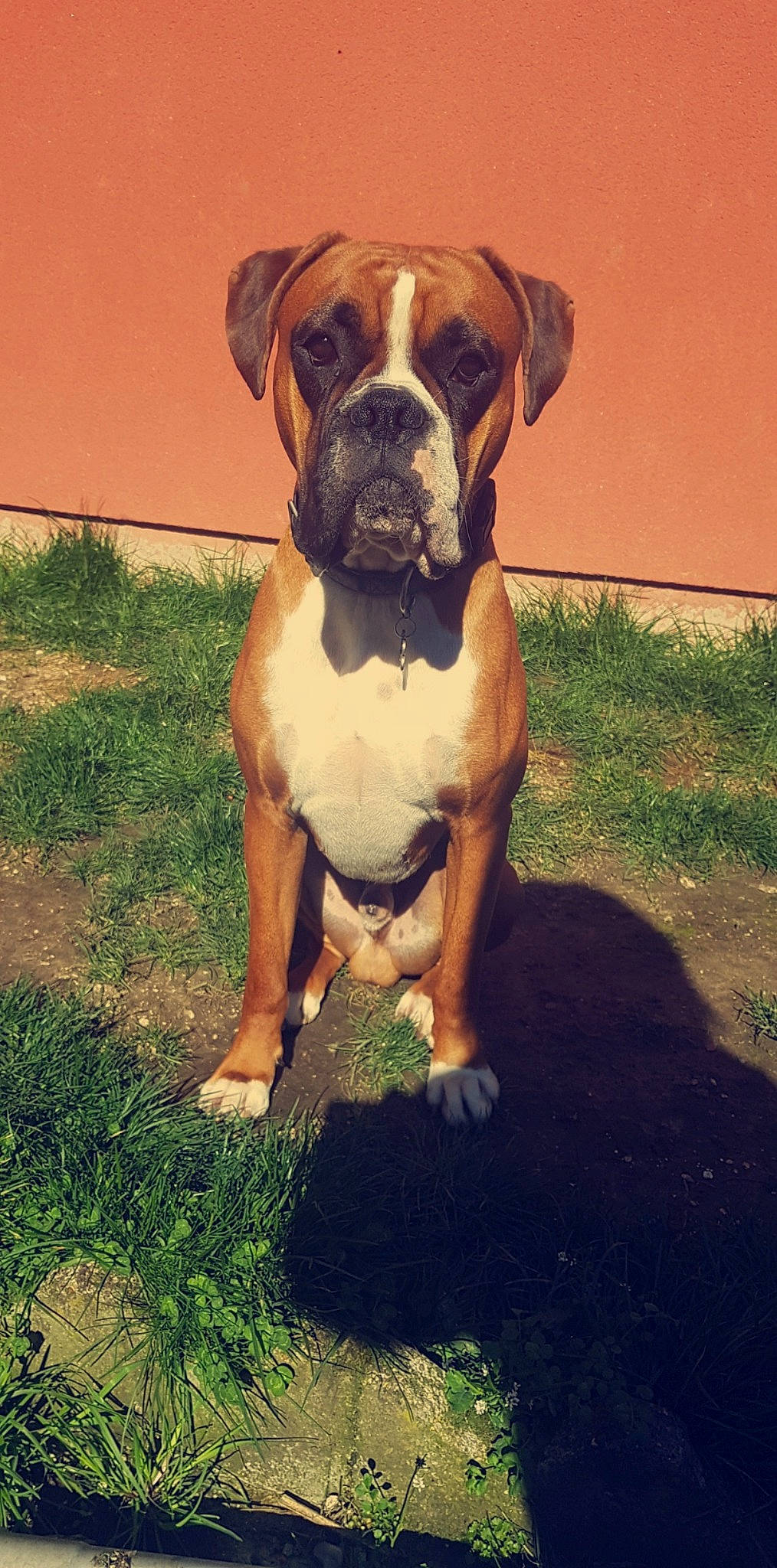 Gold participe au concours pour gagner de l'argent avec cette photo : ancient_dog_breeds, boerboel, boxer, bulldog, bullmastiff, canidae, carnivore, companion_dog, dog, dog_breed, dorset_olde_tyme_bulldogge, fawn, mammal, molosser, olde_english_bulldogge, rare_breed_dog, renascence_bulldogge, sporting_group, valley_bulldog, vertebrate