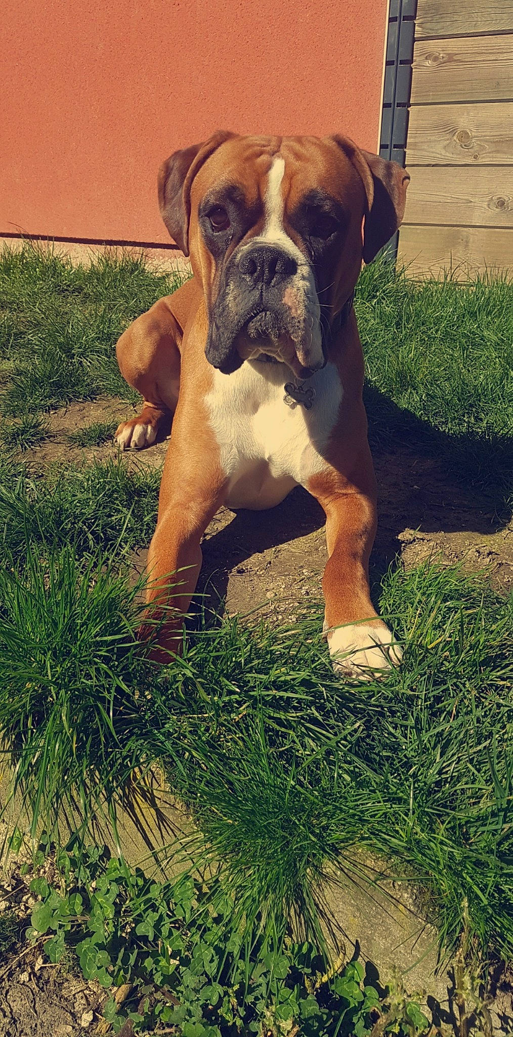 Gold a rejoint le concours — aidez-le/la à gagner de superbes lots ! australian_bulldog, boerboel, boxer, british_bulldogs, bulldog, canidae, carnivore, dog, dog_breed, dorset_olde_tyme_bulldogge, grass, mammal, molosser, old_english_bulldog, olde_english_bulldogge, rare_breed_dog, renascence_bulldogge, sporting_group, valley_bulldog, vertebrate