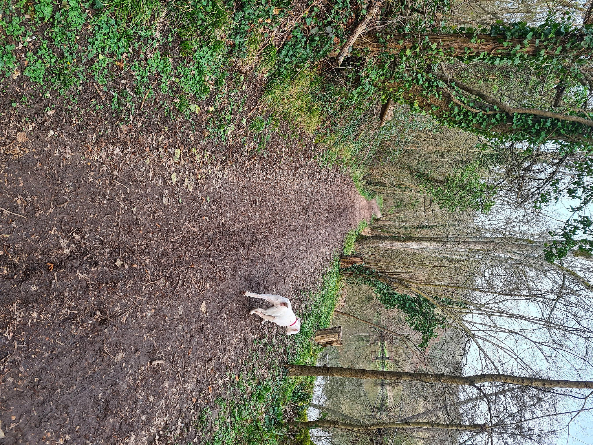 Titan a rejoint le concours — aidez-le/la à gagner de superbes lots ! biome, branch, forest, grass, groundcover, landscape, leaf, line, natural_landscape, plant, shrub, slope, soil, tree, trunk, twig, vegetation, watercourse, wood, woody_plant