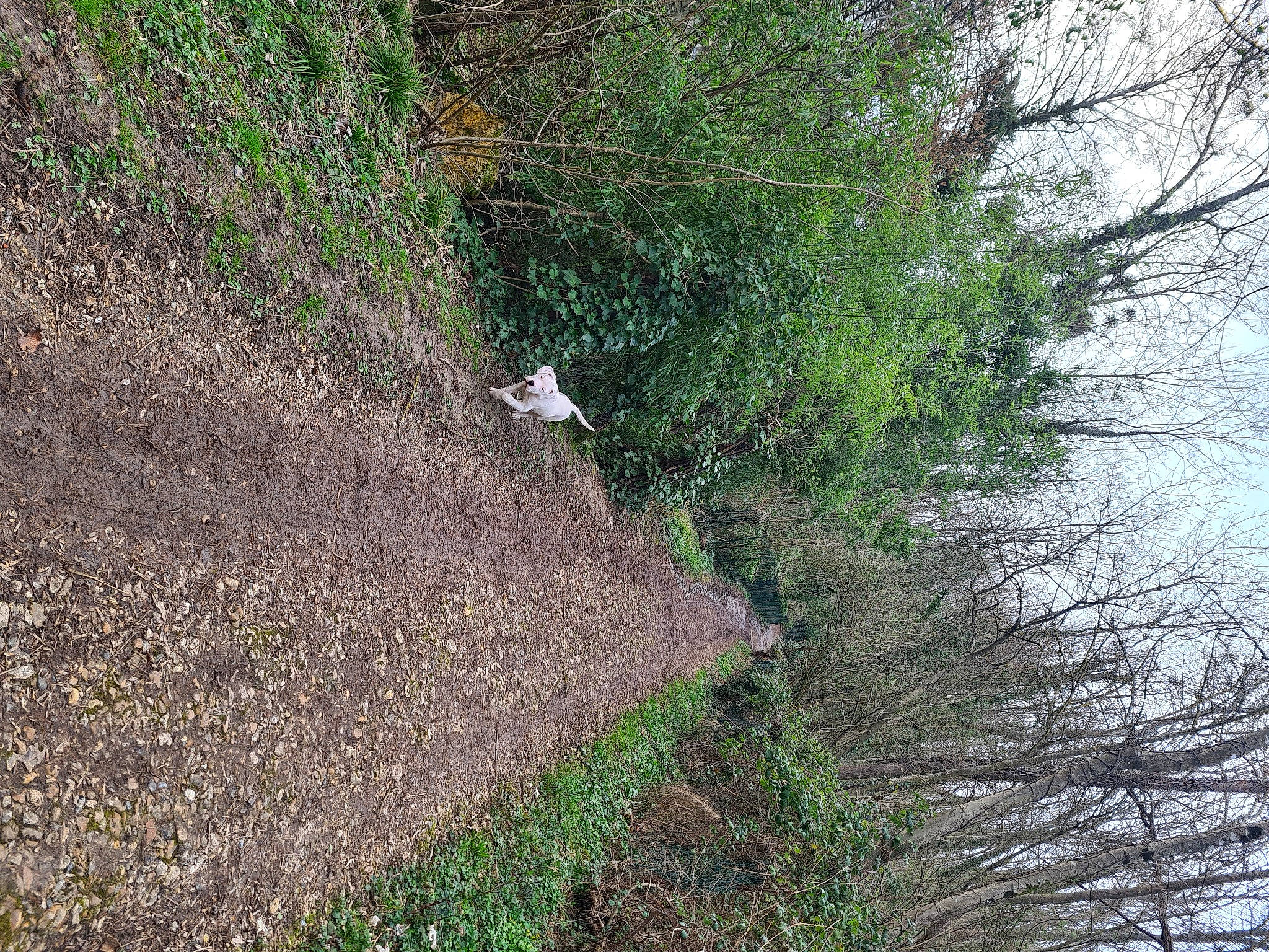 Titan participe au concours pour gagner de l'argent avec cette photo : asphalt, forest, grass, groundcover, landscape, path, plant, road, road_surface, shrub, sky, slope, soil, subshrub, trail, tree, trunk, twig, wood, woodland