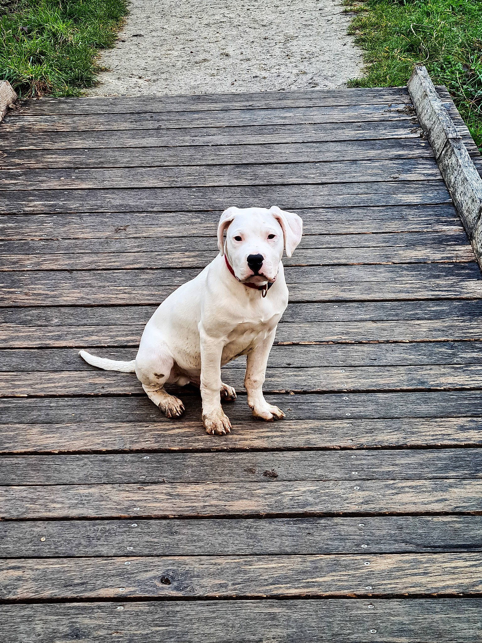 Titan a rejoint le concours — aidez-le/la à gagner de superbes lots ! canidae, carnivore, cobblestone, collar, companion_dog, dog, dog_breed, dog_collar, fawn, flooring, grass, leash, pet_supply, plant, road_surface, sidewalk, snout, tail, wood, working_animal