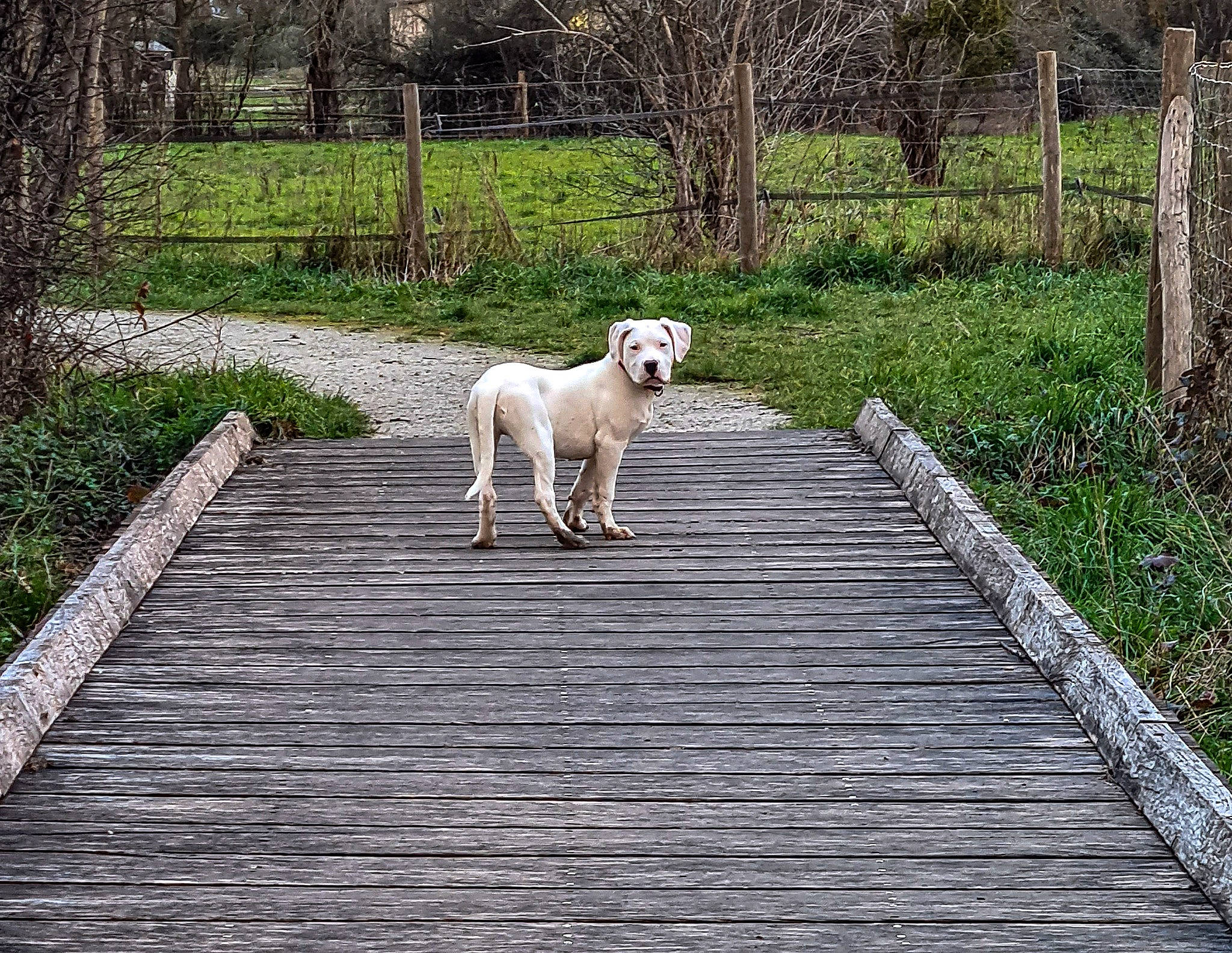 Titan a rejoint le concours — aidez-le/la à gagner de superbes lots ! art, canidae, carnivore, companion_dog, dock, dog, dog_breed, fawn, grass, plant, sidewalk, sporting_group, stairs, tail, tree, trunk, walkway, wildlife, wood, working_animal