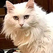 Sadie is registered to the contest to win money with this photo: cat, white_cat, fluffy_fur, heterochromia, indoor, pet, animal, closeup, portrait, feline, ears, eyes, face, fur, domestic_cat, looking, cute, whiskers, soft, mammal