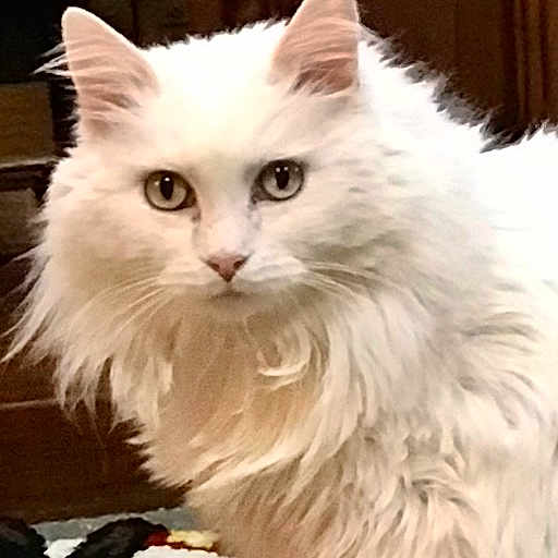 Sadie