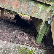 Baby is registered to the contest to win money with this photo: dog, black_dog, under_deck, wooden_deck, porch, planks, dirt, soil, leaves, leaf_litter, concrete, moss, shadow, outdoor, pet, resting, reclining, head, ear, hardware