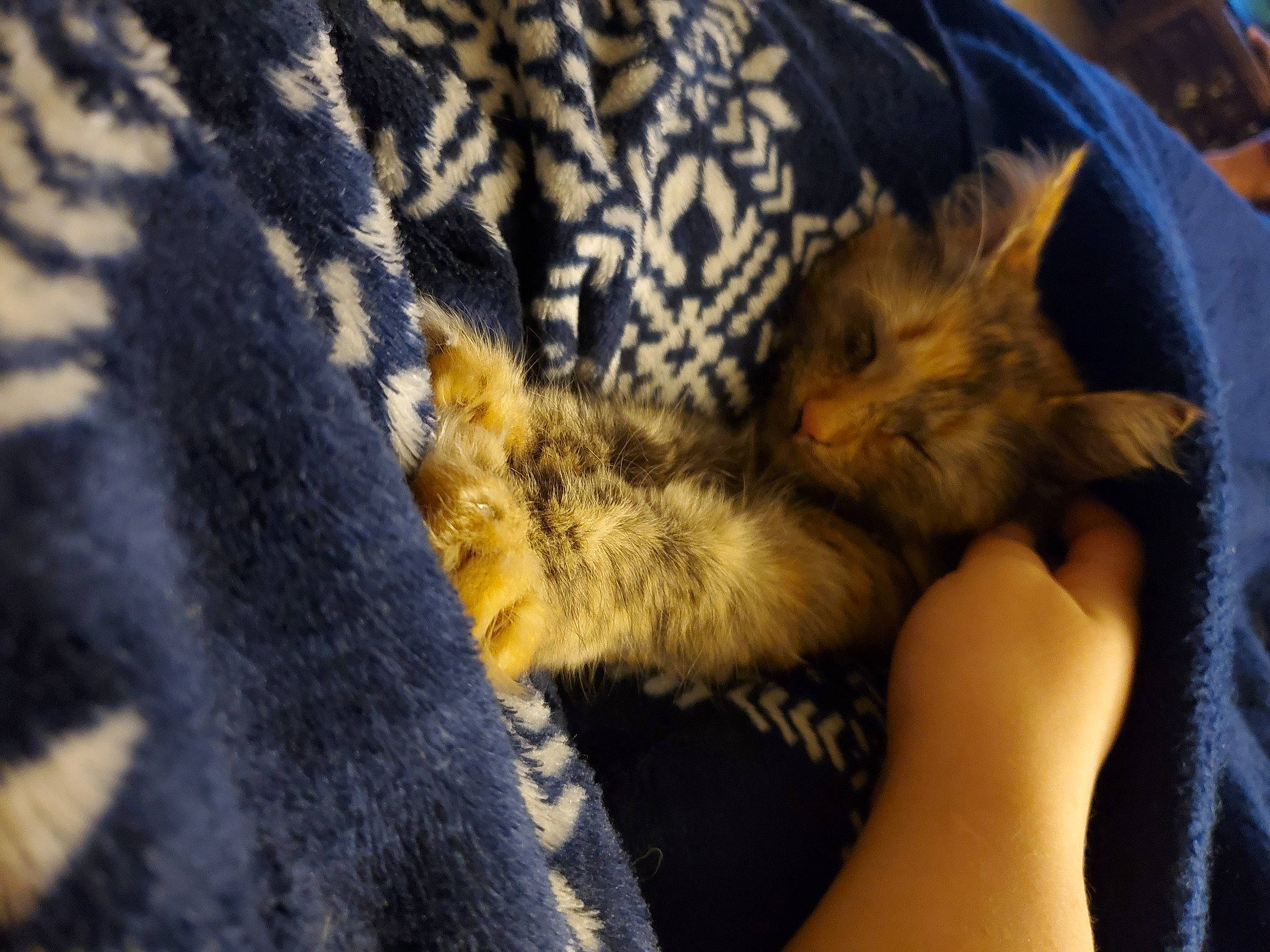 Hazel is registered to the contest to win money with this photo: canidae, carnivore, cat, claw, comfort, couch, domestic_short_haired_cat, electric_blue, fawn, felidae, fur, human_leg, nail, nap, pattern, paw, small_to_medium_sized_cats, tail, terrestrial_animal, whiskers