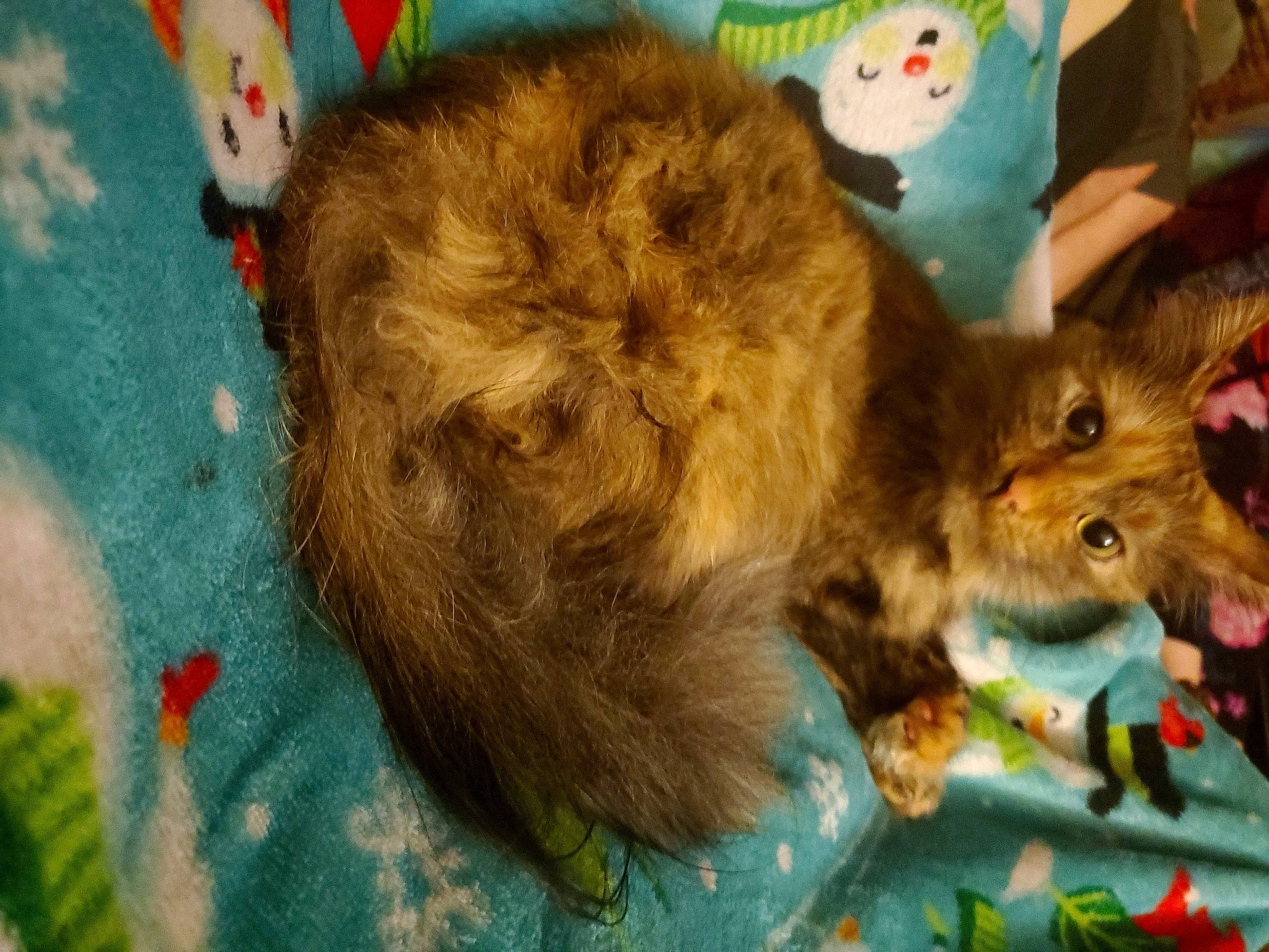 Hazel is registered to the contest to win money with this photo: canidae, carnivore, cat, claw, dog_breed, domestic_short_haired_cat, fawn, felidae, fur, grass, paw, pet_supply, plant, small_to_medium_sized_cats, snout, stuffed_toy, tail, terrestrial_animal, toy, whiskers