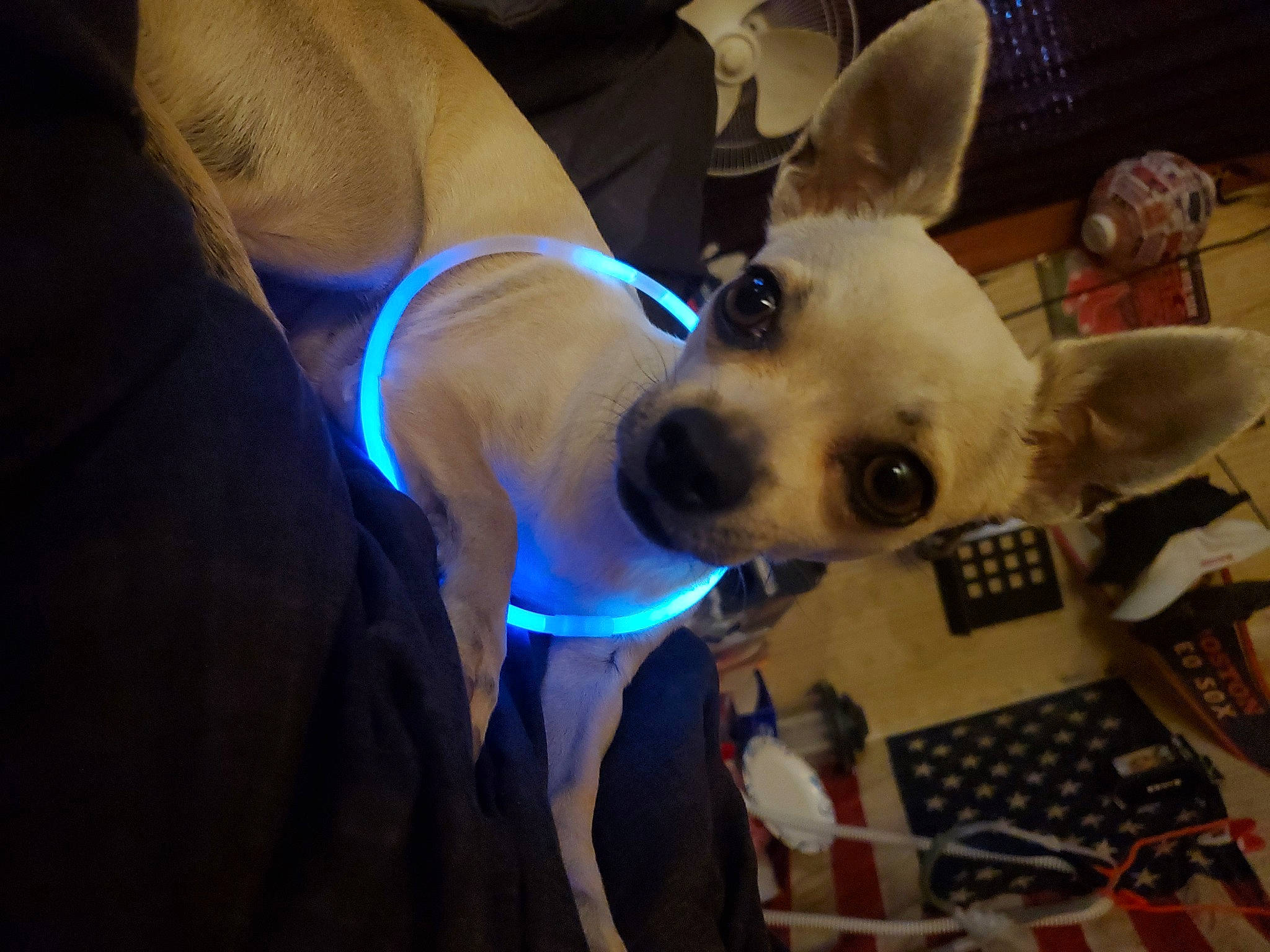 Chichi joined the competition — help win amazing prizes! canidae, carnivore, companion_dog, couch, dog, dog_breed, dog_clothes, dog_supply, ear, electric_blue, fawn, fun, fur, human_leg, selfie, snout, sporting_group, thigh, toy_dog, whiskers