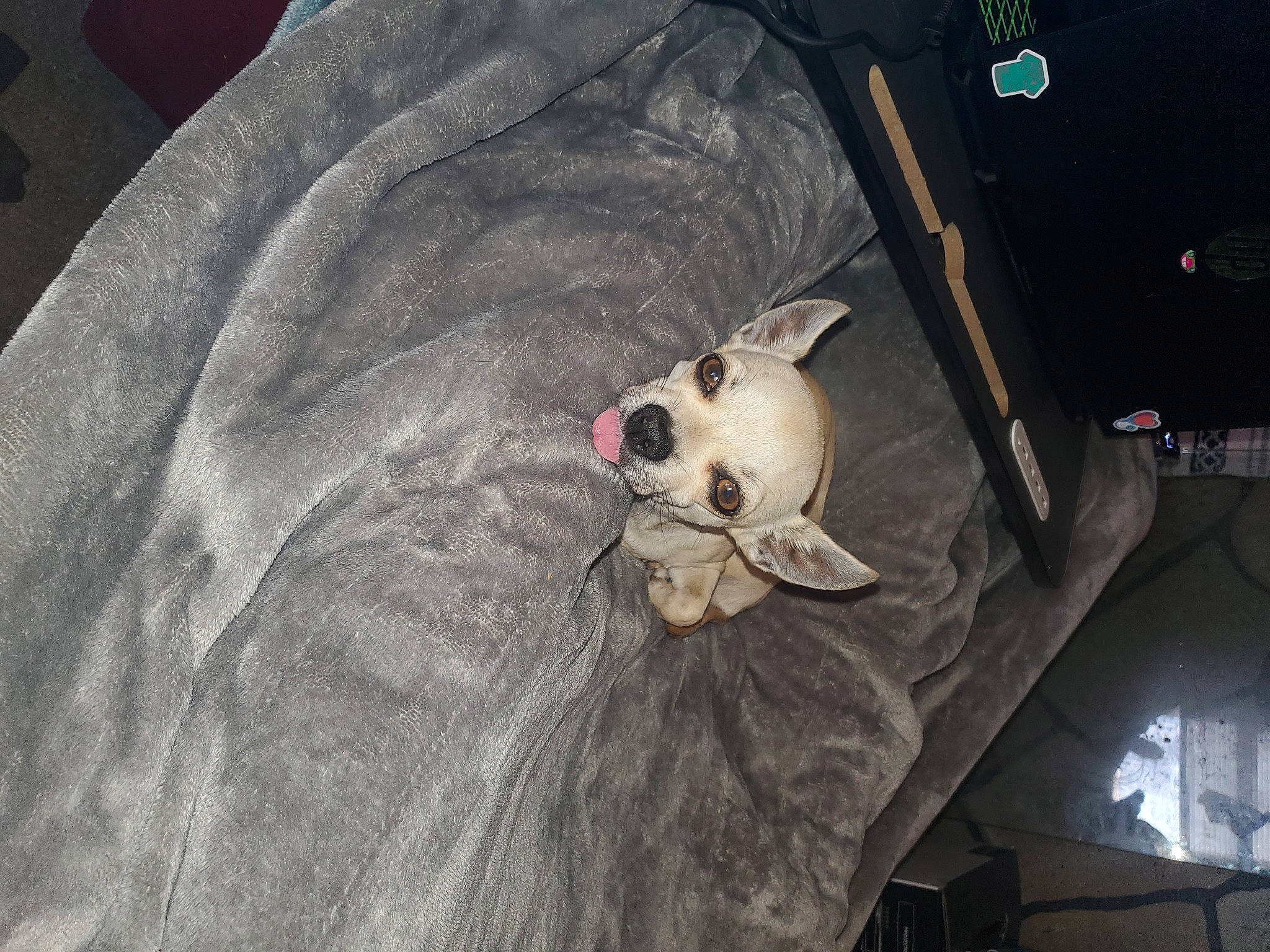 Chichi joined the competition — help win amazing prizes! auto_part, bone, carnivore, comfort, companion_dog, dog, dog_breed, fawn, fur, non_sporting_group, room, sleeve, sporting_group, whiskers, working_animal