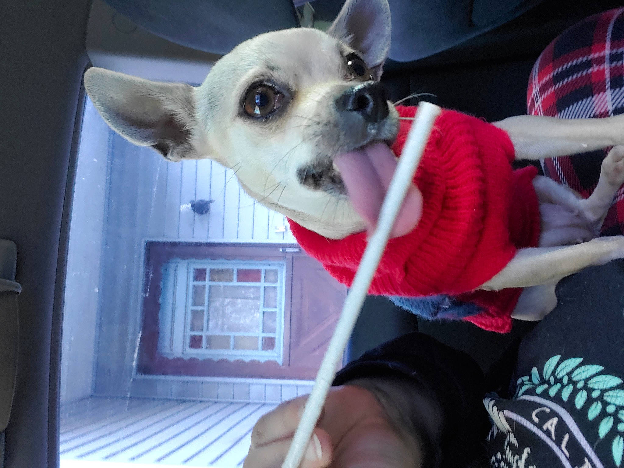 Chichi joined the competition — help win amazing prizes! canidae, carmine, carnivore, chair, collar, comfort, companion_dog, dog, dog_breed, dog_collar, dog_supply, fawn, fur, jaw, mammal, snout, sporting_group, t_shirt, toy_dog, working_animal