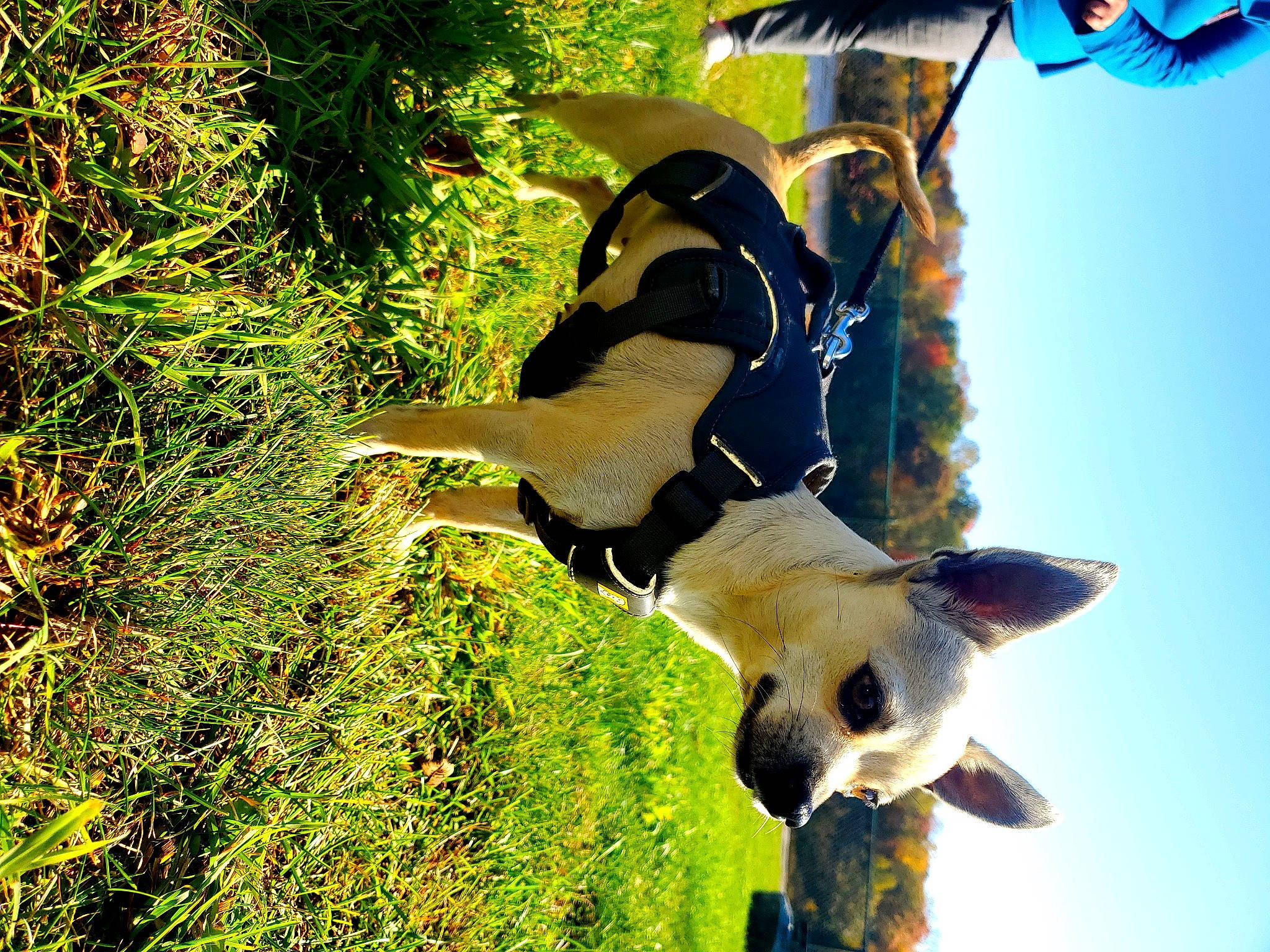 Chichi is registered to the contest to win money with this photo: beak, canidae, carnivore, companion_dog, dog_breed, grass, happy, people_in_nature, plant, seabird, sky, sporting_group, sunglasses, tail, terrestrial_animal, tree, trunk, wildlife, wing