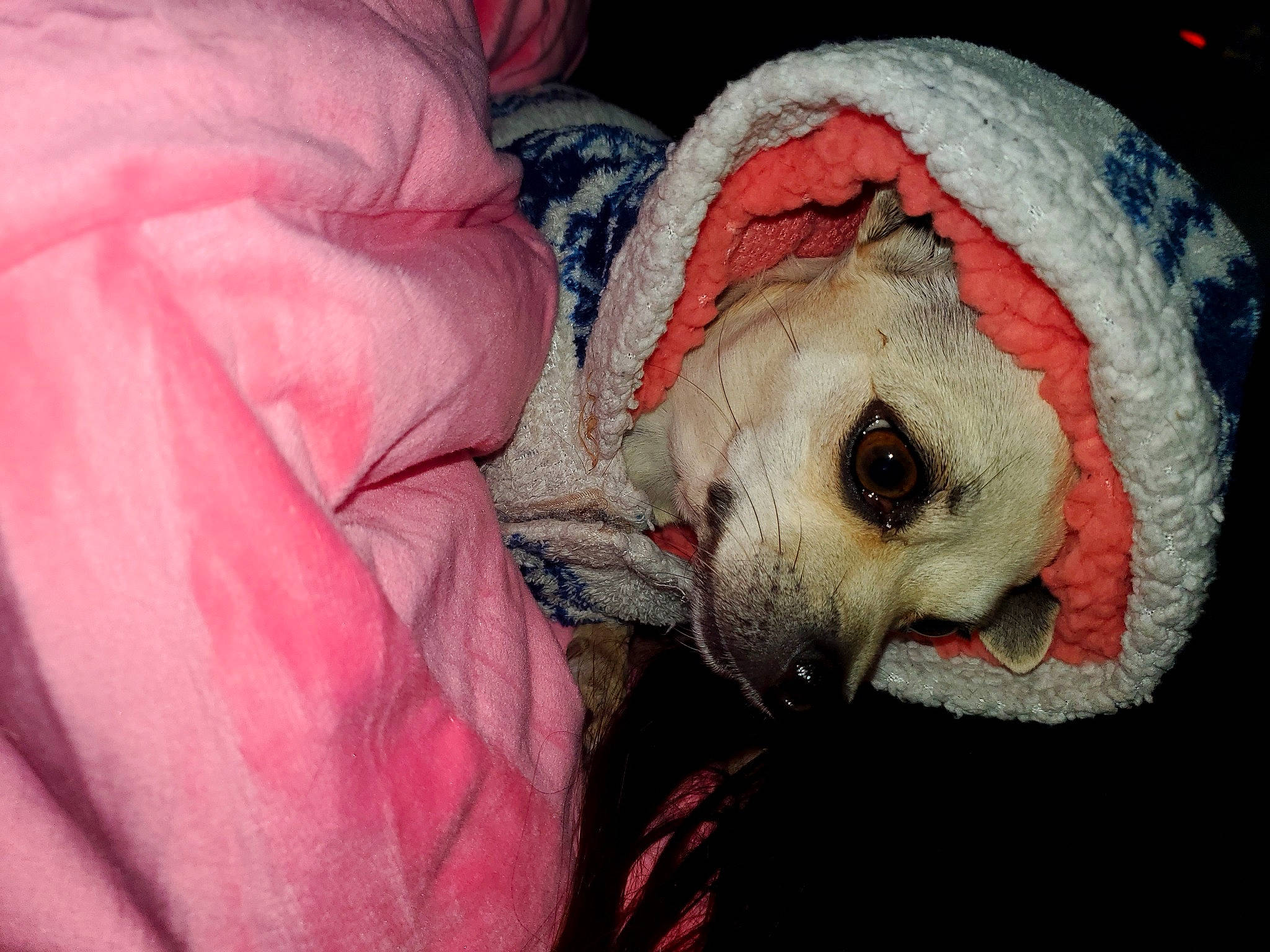 Chichi is registered to the contest to win money with this photo: canidae, carnivore, comfort, companion_dog, dog, dog_breed, dog_clothes, dog_supply, fang, fawn, fur, leash, non_sporting_group, small_terrier, snout, sporting_group, terrestrial_animal, toy_dog, whiskers, working_animal