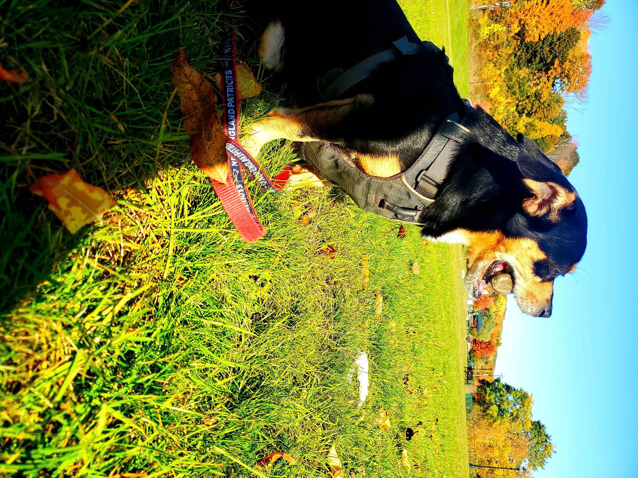 Champ is registered to the contest to win money with this photo: adaptation, dress, extreme_sport, fun, garden, grass, groundcover, happy, jeans, landscape, lawn, leisure, organism, people_in_nature, plant, shadow, shrub, sky, sunlight, tree